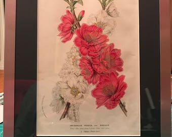 Original Van Houtte 1856 Amygdalus Persica var Sinensis HandColored Lithograph Framed/Matted 9x11