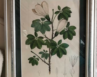 Geel Original Print ca1830, Eriodendron Lejantherum Flore des Serres, 11x14Frame & Matting