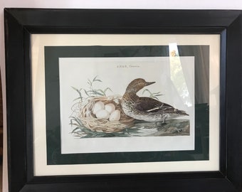 Rare C. Nozeman HandColored Anas, Crecca Eurasian Teal, 1789, 24x18 Frame & Double Matting Nederlandsche Vogelen