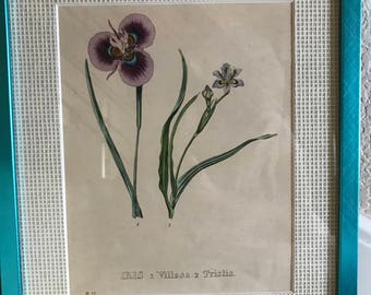 Geel Original Print ca1830, Purple/Blue Iris Villosa Tristis, Custom 11x14Frame/Matting