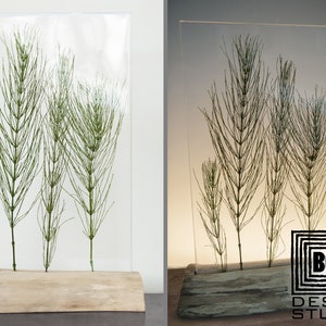 May include: A clear glass box with a wooden base, containing a preserved arrangement of green horsetail plants. The box is illuminated from behind, casting a warm glow on the plants. The text "BOX DESIGN STUDIO" is visible in the lower right corner.