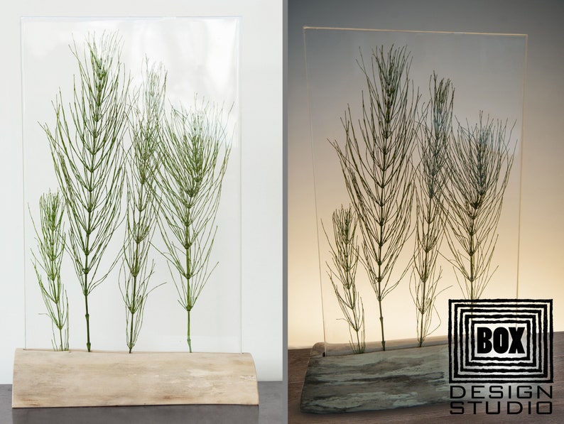 May include: A clear glass box with a wooden base, containing a preserved arrangement of green horsetail plants. The box is illuminated from behind, casting a warm glow on the plants. The text "BOX DESIGN STUDIO" is visible in the lower right corner.