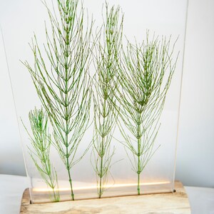 May include: A clear acrylic block with a wooden base, featuring four preserved green horsetail plants. The block is illuminated from below, creating a warm glow.