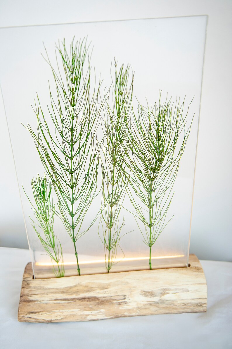 May include: A clear acrylic block with a wooden base, featuring four preserved green horsetail plants. The block is illuminated from below, creating a warm glow.