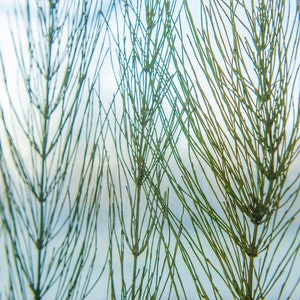 May include: A close-up of a dried plant with thin, green stems and branches. The plant is pressed against a clear surface, creating a delicate and intricate pattern.