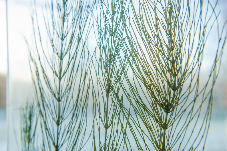 May include: A close-up of a dried plant with thin, green stems and branches. The plant is pressed against a clear surface, creating a delicate and intricate pattern.