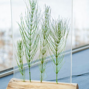 May include: A clear glass frame with a wooden base, showcasing four preserved green horsetail plants.