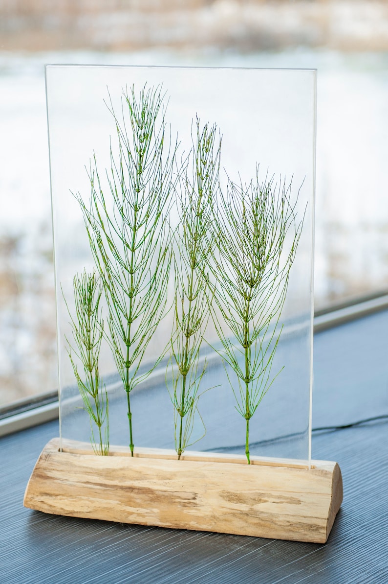 May include: A clear glass frame with a wooden base, showcasing four preserved green horsetail plants.