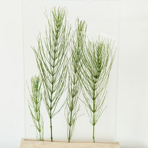 May include: A clear acrylic frame with a wooden base displays four sprigs of green horsetail plants.