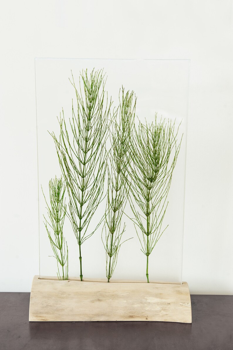May include: A clear acrylic frame with a wooden base displays four sprigs of green horsetail plants.