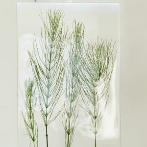 May include: A clear glass frame with a wooden base, showcasing pressed green horsetail plants.