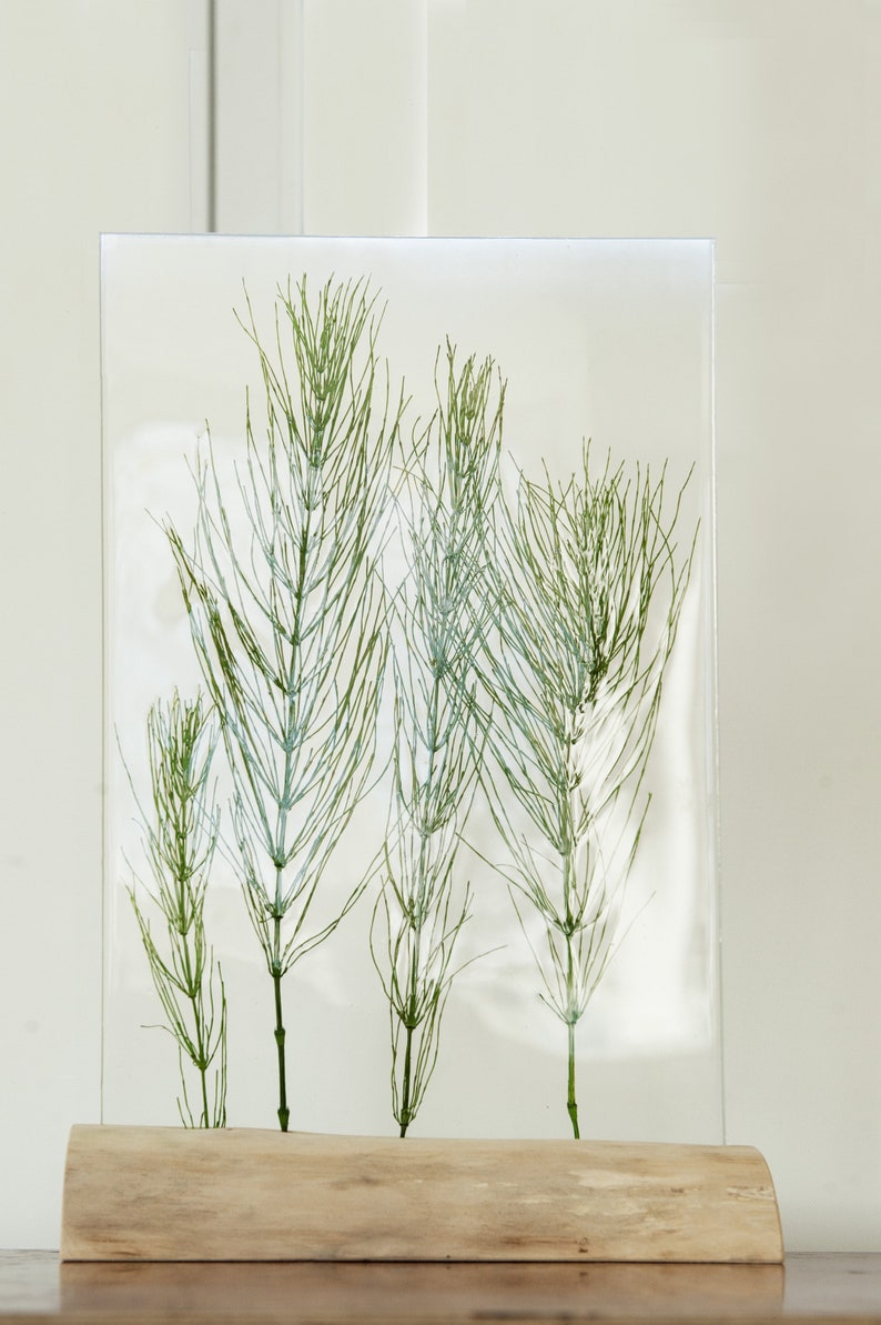 May include: A clear glass frame with a wooden base, showcasing pressed green horsetail plants.