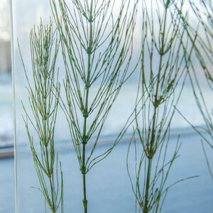 May include: Three green horsetail plants are pressed and preserved in a clear glass frame. The plants are different sizes and are arranged vertically in a wooden frame.