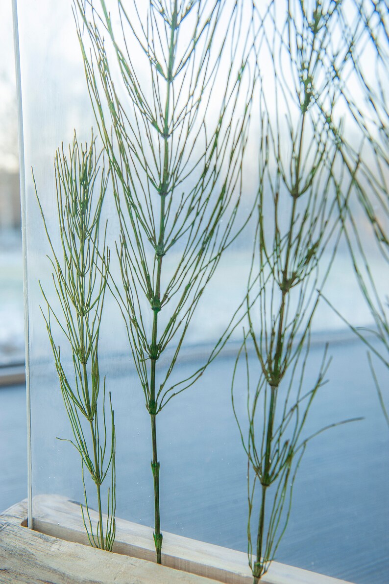 May include: Three green horsetail plants are pressed and preserved in a clear glass frame. The plants are different sizes and are arranged vertically in a wooden frame.