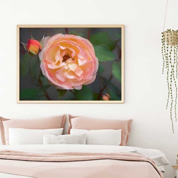 Rose Wall Art, Flower Print, Rose Photography, Delicate Rose Print, Matte Print, Peach Pink Rose, Flower Wall Art, Boho Chic Wall Decor