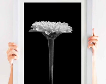 Black and White Photography, Flower, Fine Art, Minimalist Decor, Nature Photography, Digital Download, Botanical Wall Art, Simple Modern