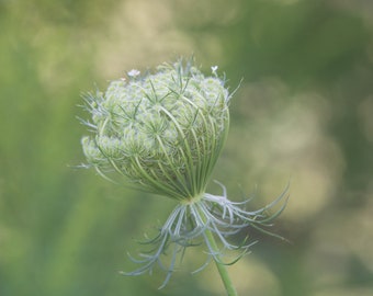 Impressão botânica, renda da rainha Anne, bokeh verde branco, fotografia suave e sonhadora de flores silvestres, impressão de belas artes