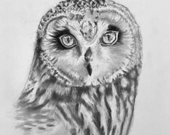 Owl pencil drawing 16/50 The Indian Scops Owl art original