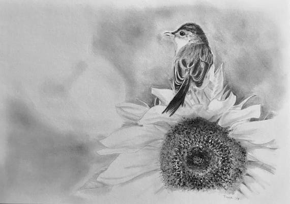Ptak Rysunek Ołówkiem
