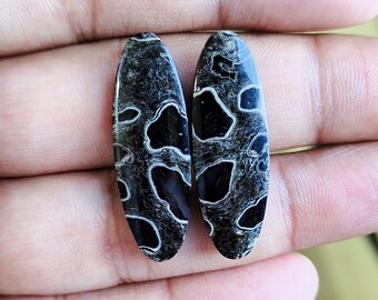 Palm Root Cabochons: Matched Pair Oval Gemstones, 33x11x3mm