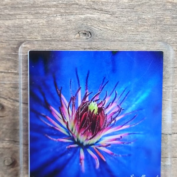 Original photography photo magnet, blue clematis