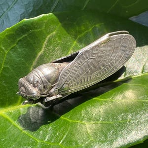 Jugendstil französische versilberte Glückszikade mit Thorax-Anstecknadel Brosche