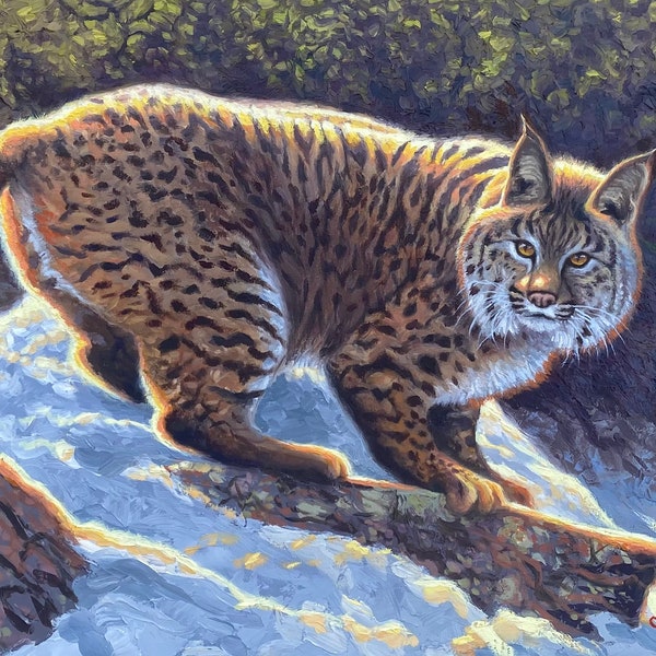 Bobcat origineel olieverfschilderij / origineel wildlife artwork / western wildlife schilderij