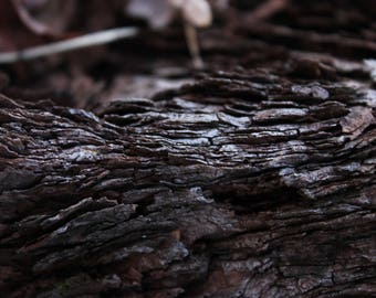 Tree Bark Autumn Texture Print