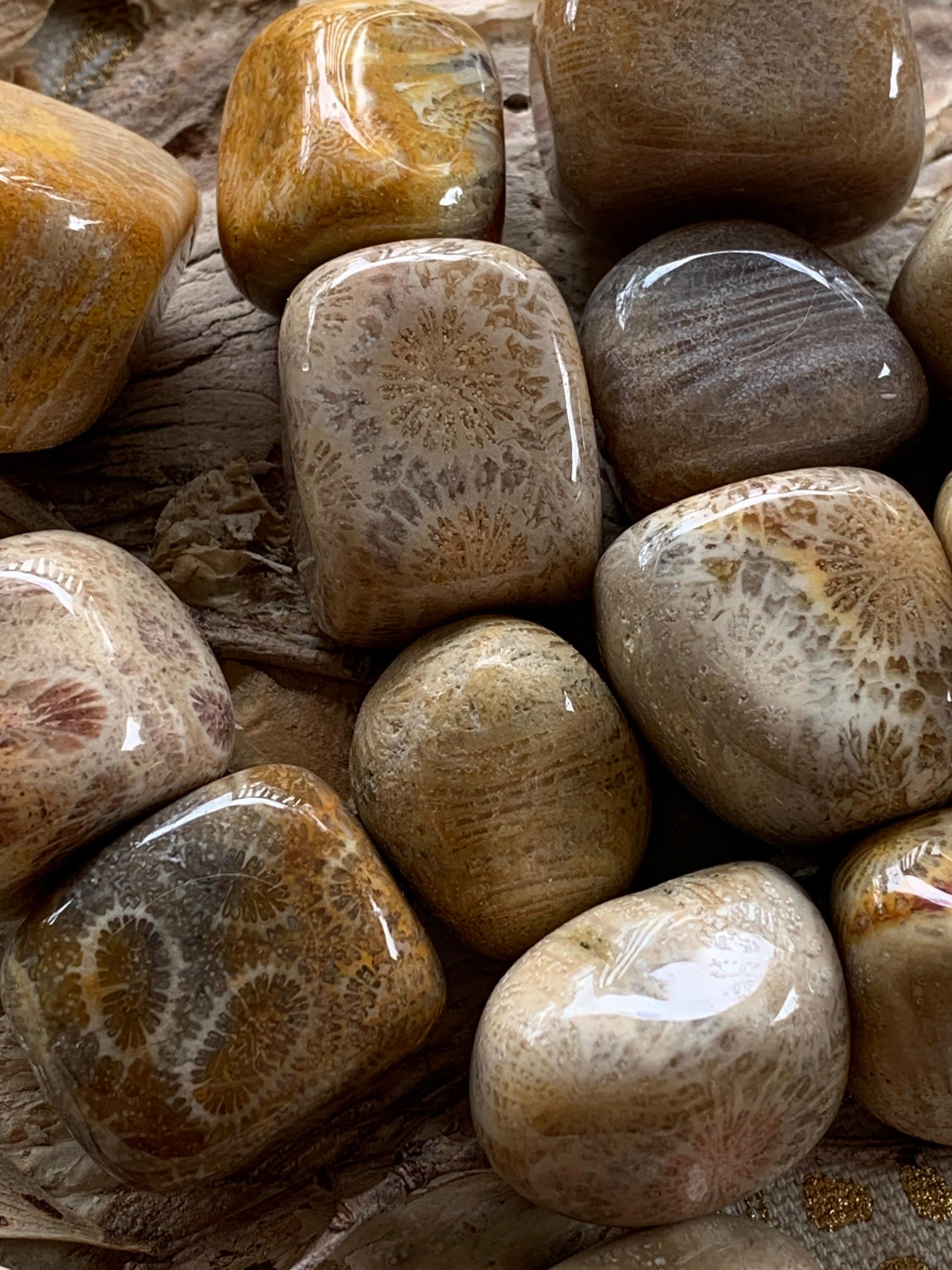 Petrified Coral Tumbled Stones Fossilised Coral Tumbled Etsy Australia