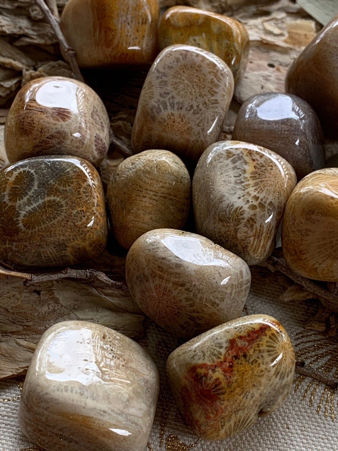 Petrified Coral Tumbled Stones Fossilised Coral Tumbled Etsy Australia