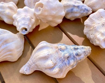 Pazifische Muschel - 2 Muscheln - Mittel / Groß