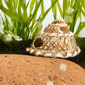 May include: A decorative, brown and white seashell-shaped aquarium ornament with two openings. The ornament is in an aquarium with a small fish and green plants. The shell is approximately 15 cm wide.