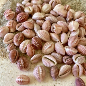 Assortment of 7 small seashells - Cowry Shells