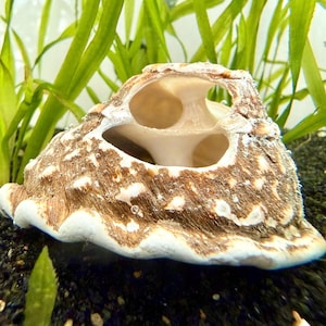 May include: A close-up of a sea shell with a distinctive, open design. The shell displays a brown and white mottled pattern, with a textured surface. The shell is set against a backdrop of green aquatic plants and dark substrate.