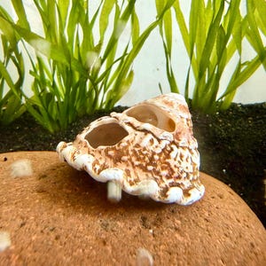 May include: A decorative seashell with a brown and white pattern. The shell has a textured surface and is resting on a reddish-brown rock. Green aquatic plants are in the background.