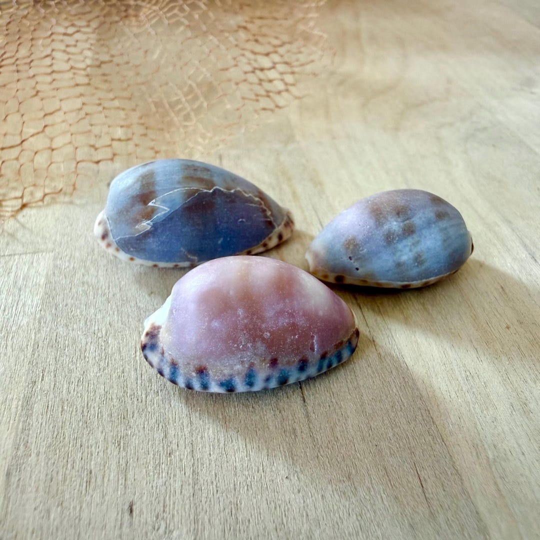 Small Purple / Pink Cowry Seashells - Etsy