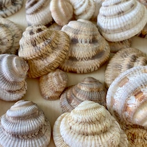 Seashells Assortment of 3