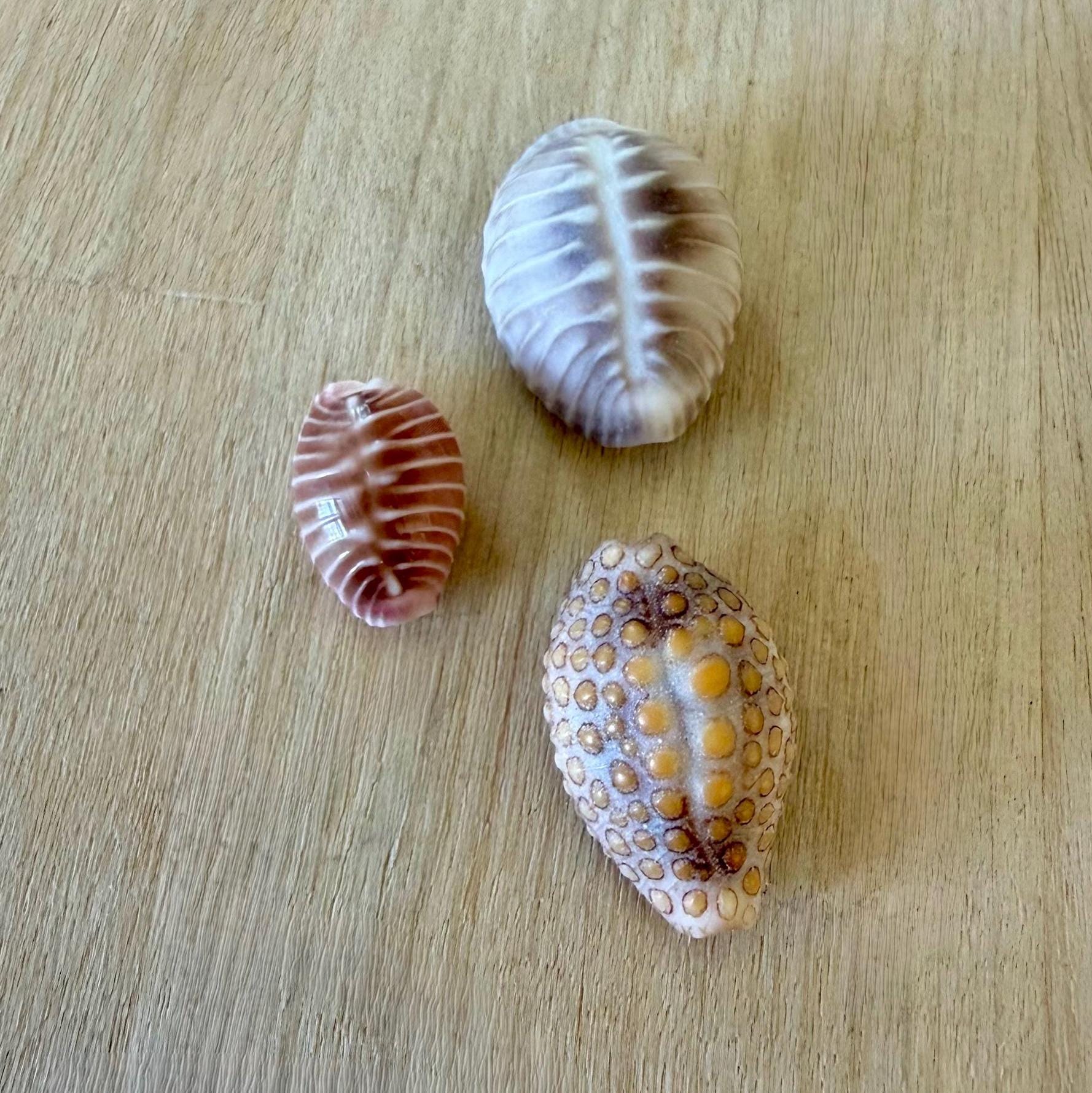 Rarest Cowrie Shell Collector Cowry Seashells - RARE - One of a Kind Set of 3 - Etsy