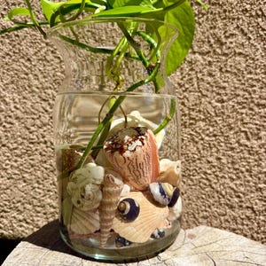 Jarrón costero de conchas marinas / Tarro para propagar pothos / Jarrón de cristal con decoración playera / Decoración para el hogar inspirada en el océano / Maceta llena de conchas