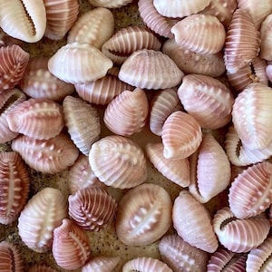 May include: A close-up of a collection of seashells in pink and cream hues. The shells vary in shape and texture, with ribbed and smooth surfaces. The image highlights the natural beauty and intricate details of the seashells, perfect for coastal decor.