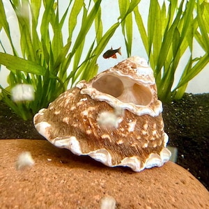 May include: A large, textured seashell with brown and white patterns, resting on a brown surface. The shell has a wide opening and a ruffled edge. Green aquatic plants and a small fish are visible in the background, suggesting an aquarium setting.