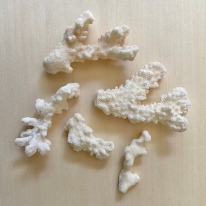 Coral - Real Coral - Set of 5 - 1.5in to 5in