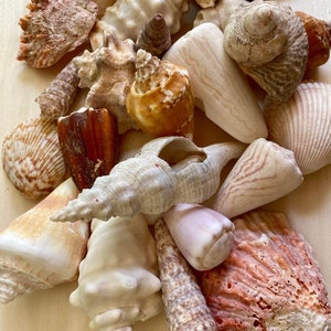 Seashells - 2lb Large Mixed Natural Shells