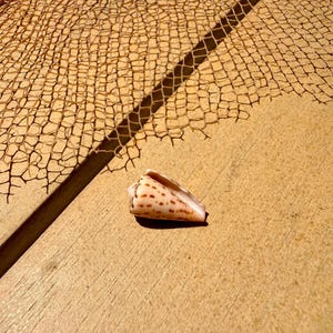 Tiny Cone Shell – Unique Red/Brown Pattern