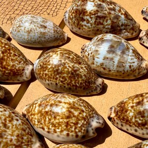 Cowry Seashells - Blue / Brown Shells for Coastal Decor & Cafting