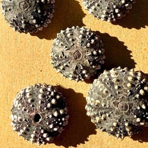 Erizo de mar negro pequeño natural