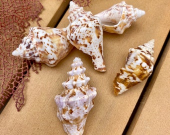 Shells from the Sea of Cortez - Set of 5
