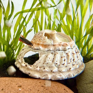 May include: A detailed image of a cream-coloured seashell with brown markings in an aquarium. A small, colourful fish with red and black stripes swims near the shell. Green aquatic plants are in the background, creating a natural underwater scene.