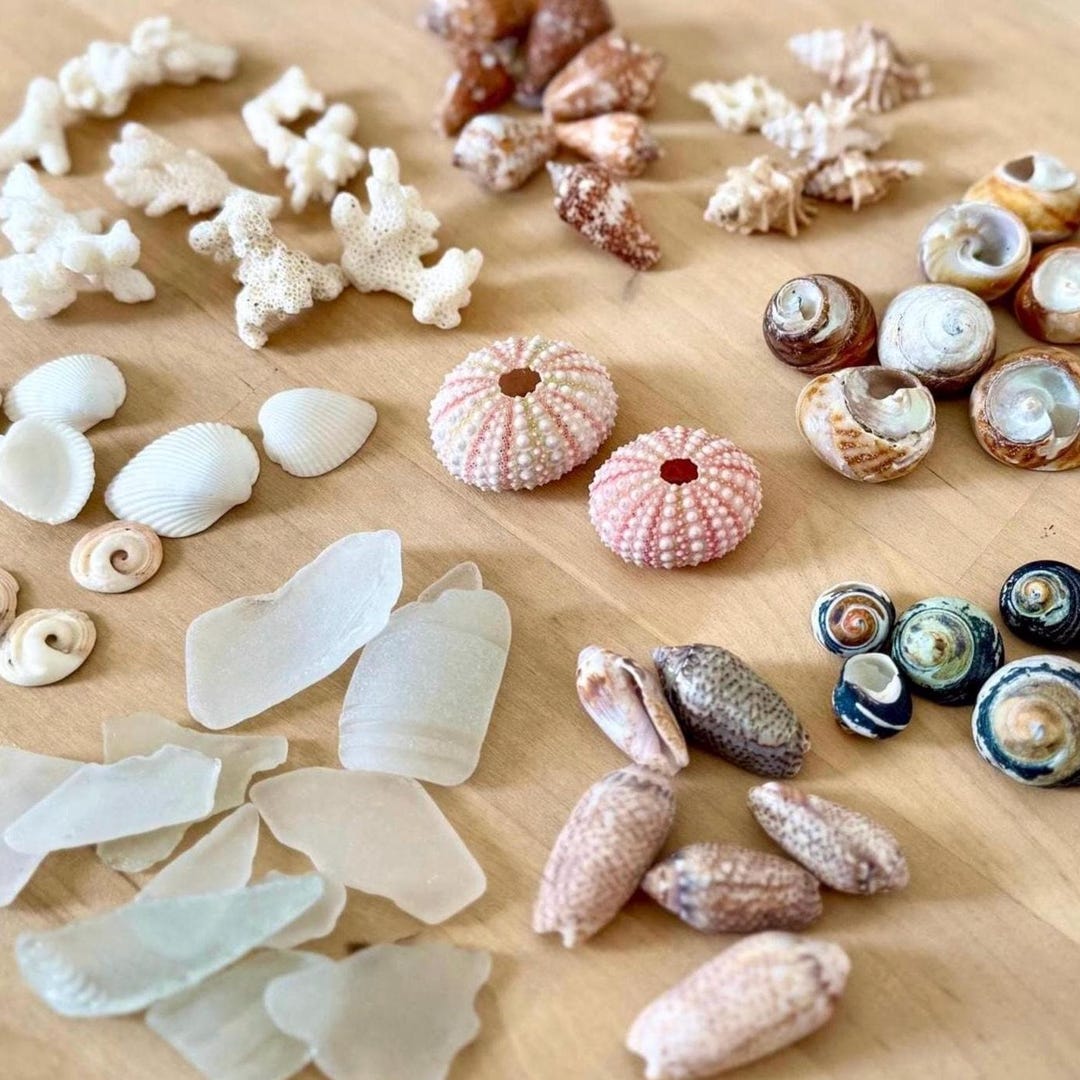 Deluxe Seashell Mix - Beach Wedding / Home Decor, Craft Supplies - Etsy