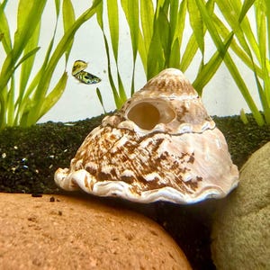 May include: A large, beige and brown seashell with a distinctive spiral pattern. The shell is partially submerged in a tank with green aquatic plants and a small fish swimming nearby. The shell is resting on a brown rock.